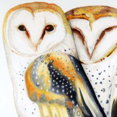 Marker rendering of barn owls