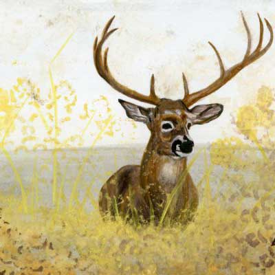 Aww Buck! - Animanls From Chaos - Dvorsky Art - Watercolor painting of a white tailed deer in abstraction